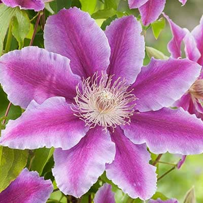 cl_clematis_doctor_ruppel (1)