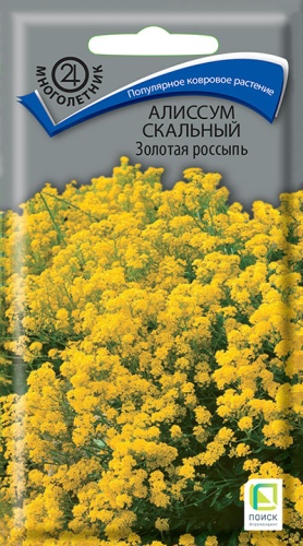 alissum_skalny_zolotaya_rossyp