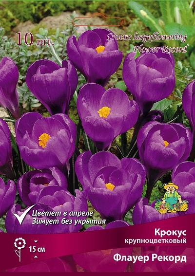 krokus_krupnocvet_flover_rekord_kaper