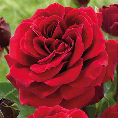 rosa_plet_climbing_nahelglut (1)