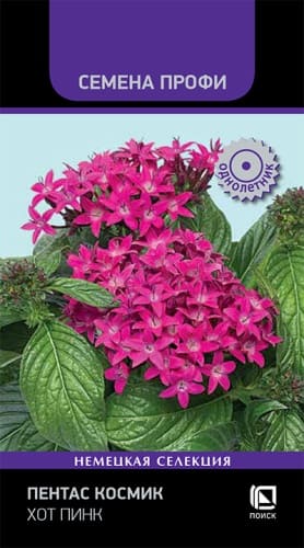 pentas_kosmik_khot_pink (1)