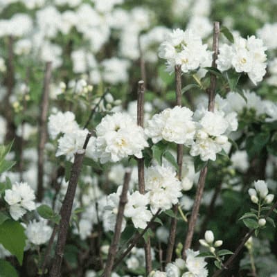 zhasmin_sadov_shneeshtrum (1)-0000