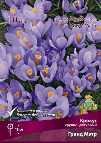 krokus_krupnocvet_grand_metr_kaper (1)