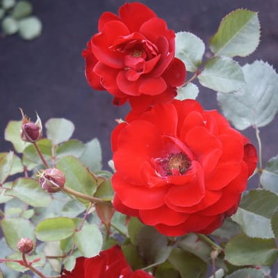 rosa_floribunda_lily_marlen (1)