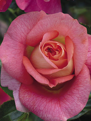 rosa_floribunda_sommersonne (1)