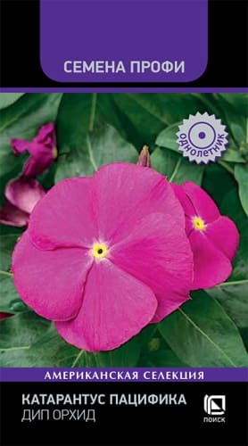 katarantus_pacifika_dip_orhid (1)