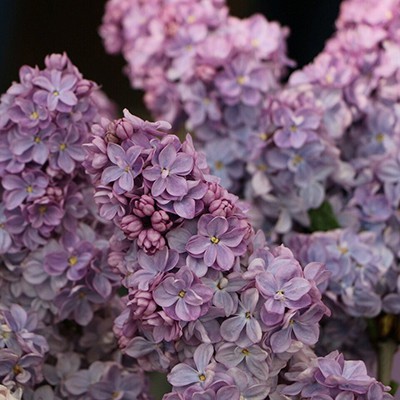 siren_obyknov_vechernaya_msc