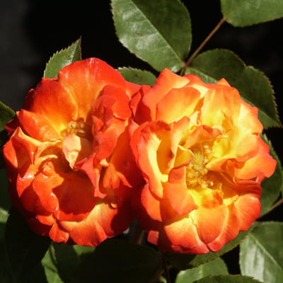 rosa_floribunda_rumba (1)