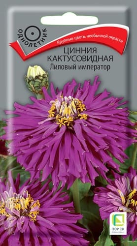 cinnia_kaktus_lilovy_imperator (1)