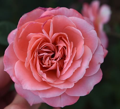 rosa_park_laurent_cabrol (1)