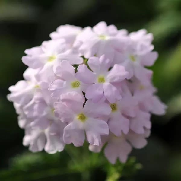 56 (2)
