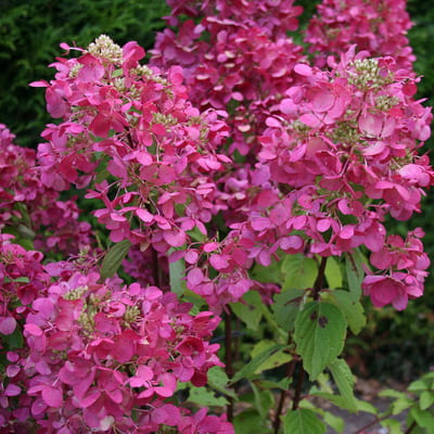 gorten_metel_diamond_ruj (1)