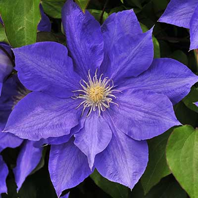 cl_clematis_hf_young