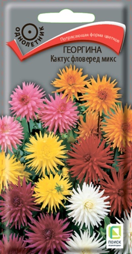 georgina_kaktus_flowered_mix