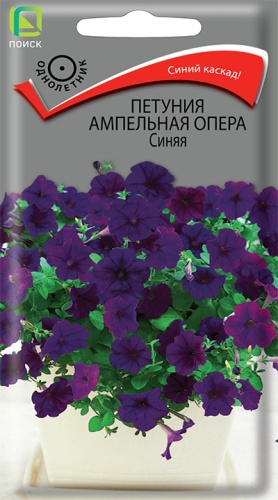 petunia_ampel_opera_sinyaya