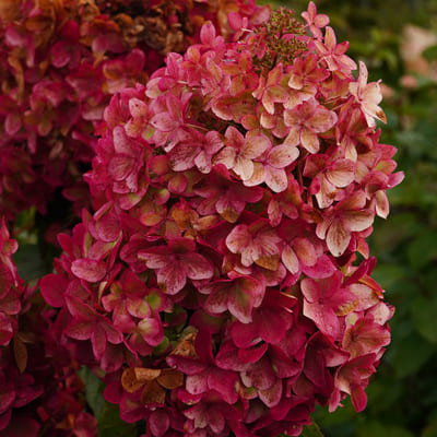 gorten_metel_metallica (1)