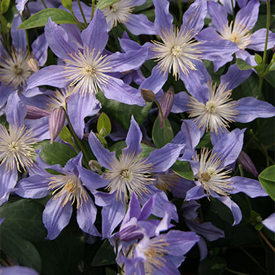 cl_clematis_blue_river (1)