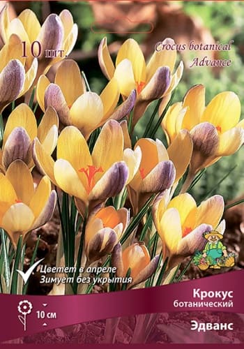 krokus_botanic_edvance_kaper (1)