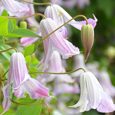 cl_clematis_fairy_slippers (1)