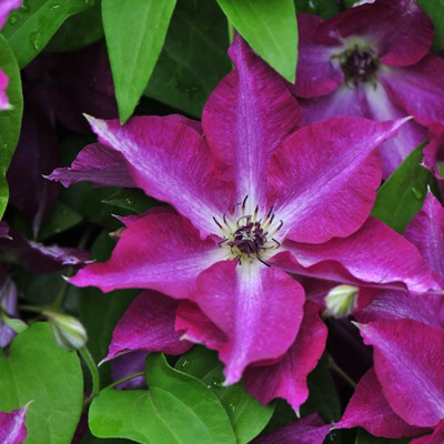 cl_clematis_viva_polonia