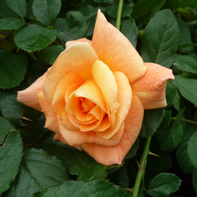 rose_park_westerland