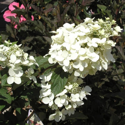 gorten_metel_angels_blash (1)