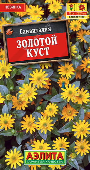Санвиталия Золотой куст (1)