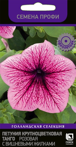 petunia_krupnocvet_tango_rozovaya_s_vishnevimi_zhilkami