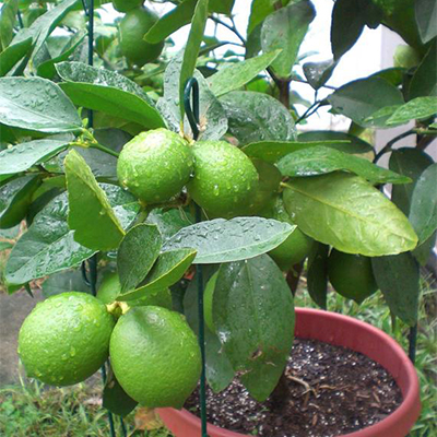 citrus_laim_aurantifolia