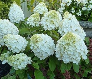 Гортензия метельчатая Мэджикал Монблан (1)