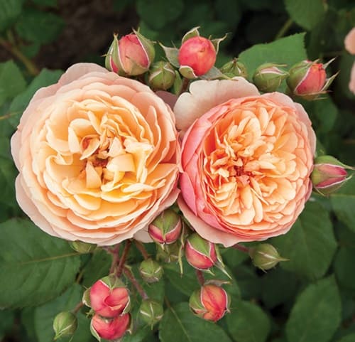 rosa_floribunda_fraila_natalija (1)