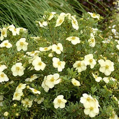 lapchatka_kustar_ cream_issima (1)