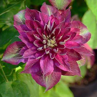cl_clematis_my_darling