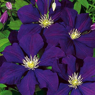 cl_clematis_etoile_violette