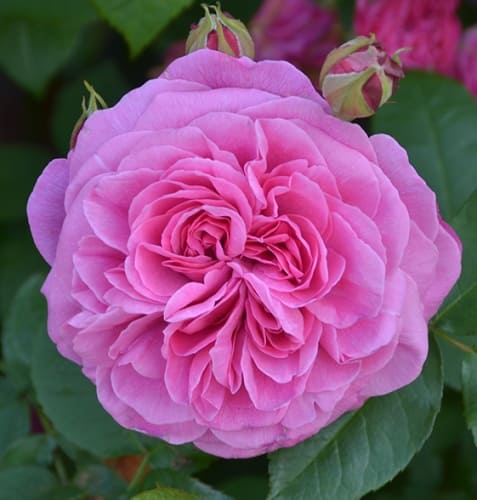 rosa_english_park_gertrude_jekyll (1)