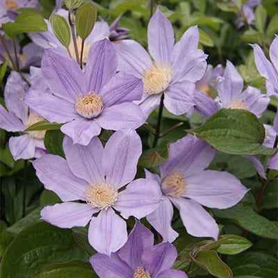 cl_clematis_star_river (1)