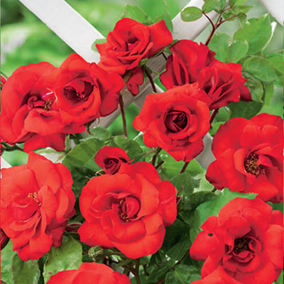 rosa_floribunda_la_sevillana (1)