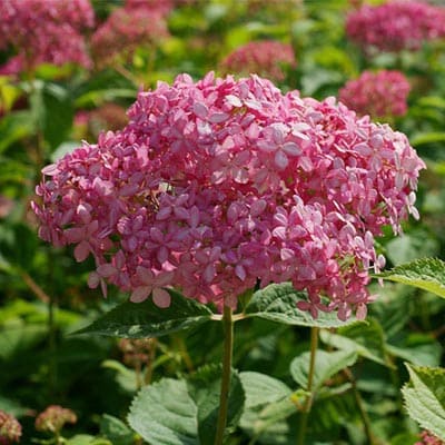 gorten_drev_bela_anna (1)