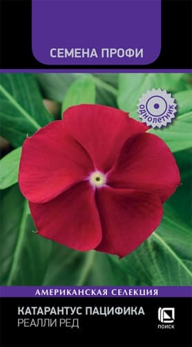 katarantus_patsifika_realli_red (1)