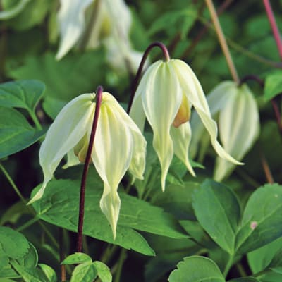 cl_clematis_lemon_beauty (1)