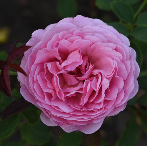 rosa_english_park_princess_alexandra_of_kent