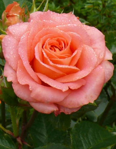 rosa-floribunda-vivienne-westwood-krupnyy-plan (1)