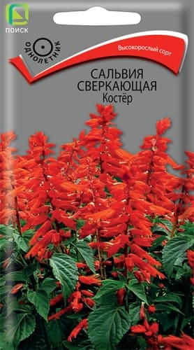 salvia_sverk_koster (1)