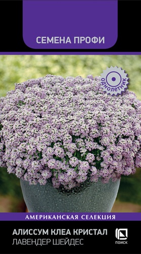 alissum_klea_kristall_lavender_shades
