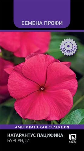 katarantus_pacifika_burgundi (1)