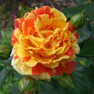 rosa_floribunda_papa_jina