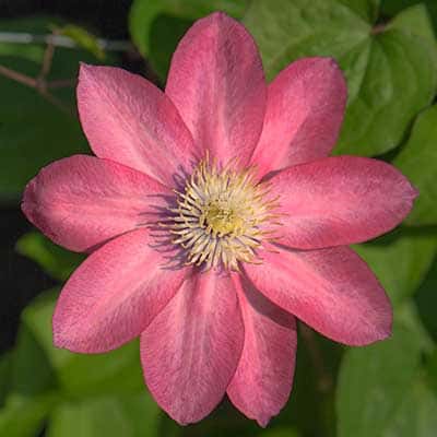 cl_clematis_little_mermaid (1)