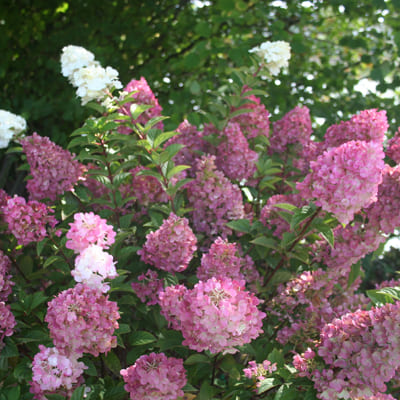 gorten_metel_sunday_fraiz (1)