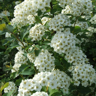 spirea_van_gutta (1)
