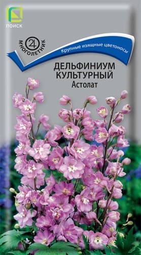 delfinium_kulrtur_astolat (1)